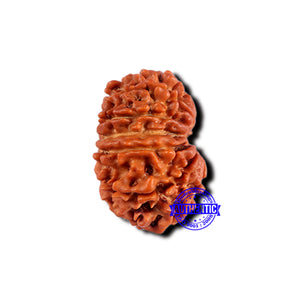 13 Mukhi Nepalese Rudraksha - Bead No. 376