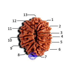 13 Mukhi Nepalese Rudraksha - Bead No. 377