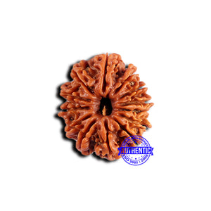 13 Mukhi Nepalese Rudraksha - Bead No. 377