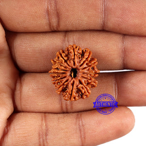 13 Mukhi Nepalese Rudraksha - Bead No. 377