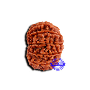 13 Mukhi Nepalese Rudraksha - Bead No. 377