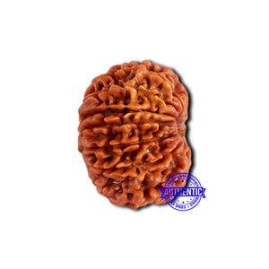 13 Mukhi Nepalese Rudraksha - Bead No. 377