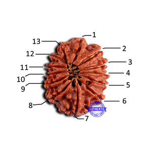 13 Mukhi Nepalese Rudraksha - Bead No. 379