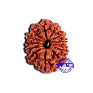 13 Mukhi Nepalese Rudraksha - Bead No. 379