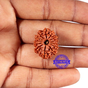 13 Mukhi Nepalese Rudraksha - Bead No. 379