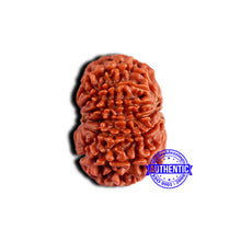 Load image into Gallery viewer, 13 Mukhi Nepalese Rudraksha - Bead No. 379
