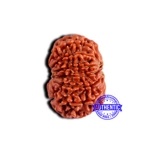 13 Mukhi Nepalese Rudraksha - Bead No. 379