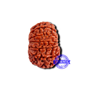 13 Mukhi Nepalese Rudraksha - Bead No. 379