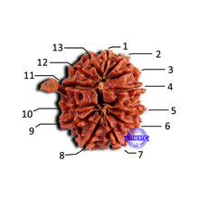 Load image into Gallery viewer, 13 Mukhi Nepalese Ganesh Rudraksha - Bead No. 380
