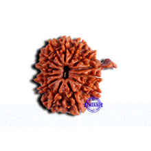 Load image into Gallery viewer, 13 Mukhi Nepalese Ganesh Rudraksha - Bead No. 380
