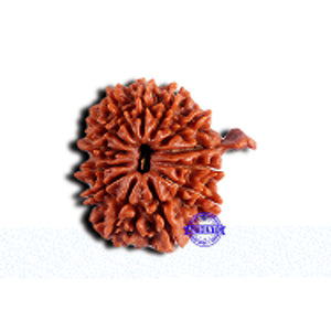 13 Mukhi Nepalese Ganesh Rudraksha - Bead No. 380