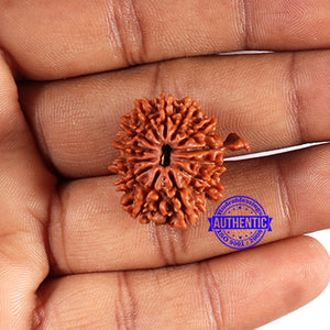 13 Mukhi Nepalese Ganesh Rudraksha - Bead No. 380