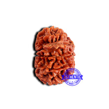 Load image into Gallery viewer, 13 Mukhi Nepalese Ganesh Rudraksha - Bead No. 380
