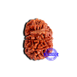 13 Mukhi Nepalese Ganesh Rudraksha - Bead No. 380