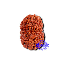 Load image into Gallery viewer, 13 Mukhi Nepalese Ganesh Rudraksha - Bead No. 380
