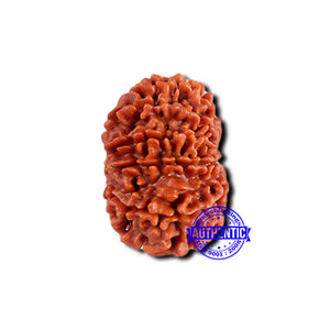 13 Mukhi Nepalese Ganesh Rudraksha - Bead No. 380