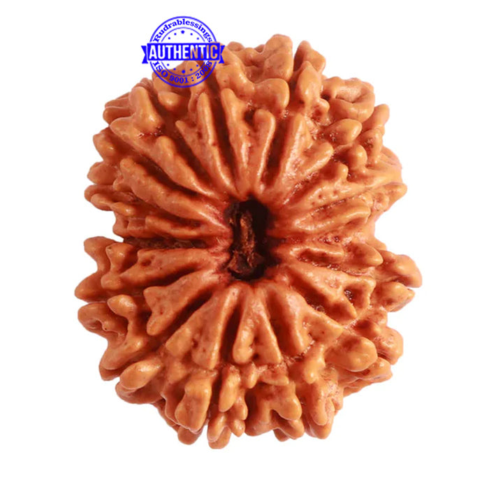 14 Mukhi Nepalese Rudraksha - Bead No. 278