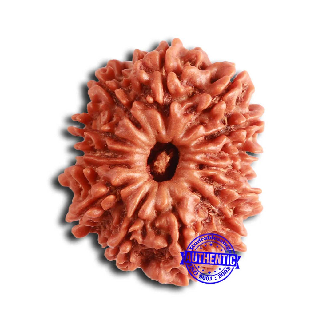 14 Mukhi Nepalese Rudraksha - Bead No. 356