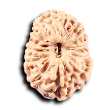 Load image into Gallery viewer, 14 mukhi Indonesian Rudraksha -  Bead No. 365
