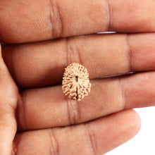 Load image into Gallery viewer, 14 mukhi Indonesian Rudraksha -  Bead No. 365
