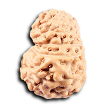 Load image into Gallery viewer, 14 mukhi Indonesian Rudraksha -  Bead No. 365
