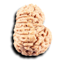 Load image into Gallery viewer, 14 mukhi Indonesian Rudraksha -  Bead No. 365
