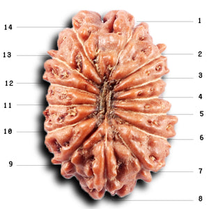 14 mukhi Indonesian Rudraksha -  Bead No. 366