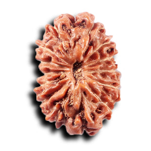 14 mukhi Indonesian Rudraksha -  Bead No. 366