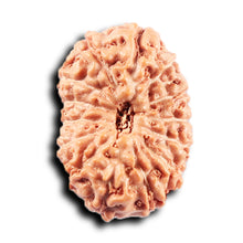 Load image into Gallery viewer, 14 mukhi Indonesian Rudraksha -  Bead No. 367
