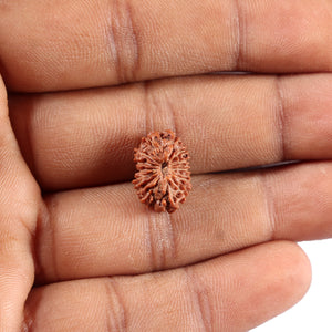 14 mukhi Indonesian Rudraksha -  Bead No. 366