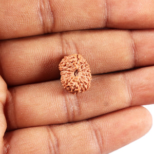 14 mukhi Indonesian Rudraksha -  Bead No. 367