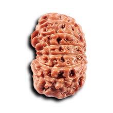 Load image into Gallery viewer, 14 mukhi Indonesian Rudraksha -  Bead No. 366
