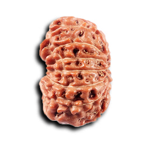 14 mukhi Indonesian Rudraksha -  Bead No. 366