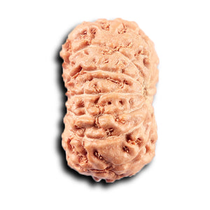 14 mukhi Indonesian Rudraksha -  Bead No. 367