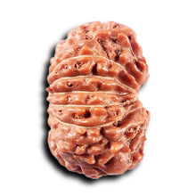 Load image into Gallery viewer, 14 mukhi Indonesian Rudraksha -  Bead No. 366
