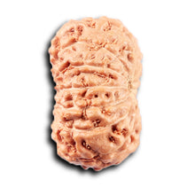 Load image into Gallery viewer, 14 mukhi Indonesian Rudraksha -  Bead No. 367
