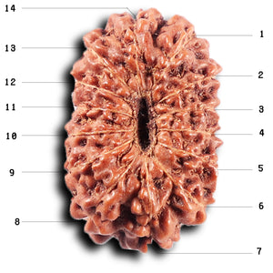 14 mukhi Indonesian Rudraksha -  Bead No. 369