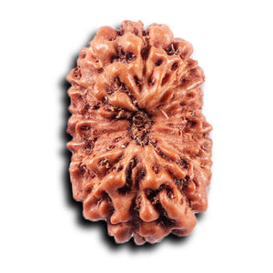 14 mukhi Indonesian Rudraksha -  Bead No. 369