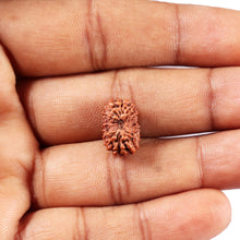 Load image into Gallery viewer, 14 mukhi Indonesian Rudraksha -  Bead No. 369
