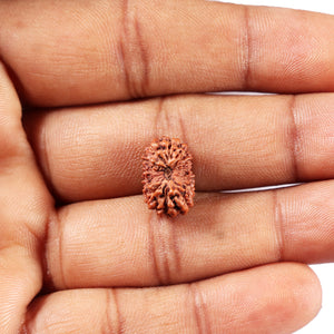 14 mukhi Indonesian Rudraksha -  Bead No. 369