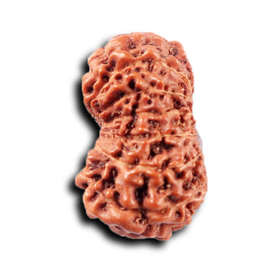 14 mukhi Indonesian Rudraksha -  Bead No. 369