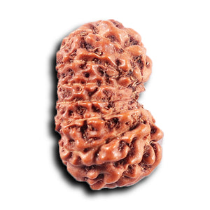 14 mukhi Indonesian Rudraksha -  Bead No. 369