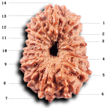 Load image into Gallery viewer, 14 mukhi Indonesian Rudraksha -  Bead No. 370
