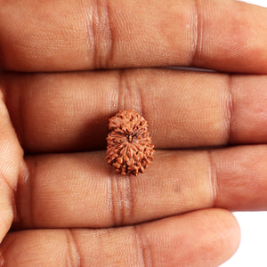 14 mukhi Indonesian Rudraksha -  Bead No. 370