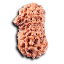 Load image into Gallery viewer, 14 mukhi Indonesian Rudraksha -  Bead No. 370
