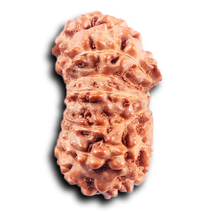 14 mukhi Indonesian Rudraksha -  Bead No. 370