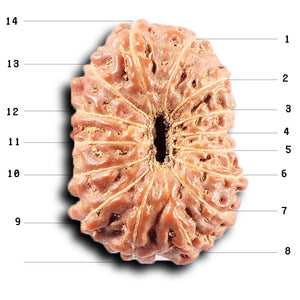 14 mukhi Indonesian Rudraksha -  Bead No. 371