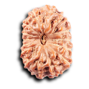 14 mukhi Indonesian Rudraksha -  Bead No. 371