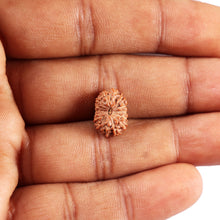 Load image into Gallery viewer, 14 mukhi Indonesian Rudraksha -  Bead No. 371
