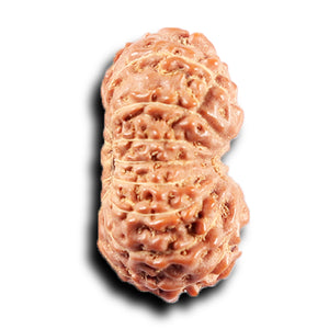 14 mukhi Indonesian Rudraksha -  Bead No. 371